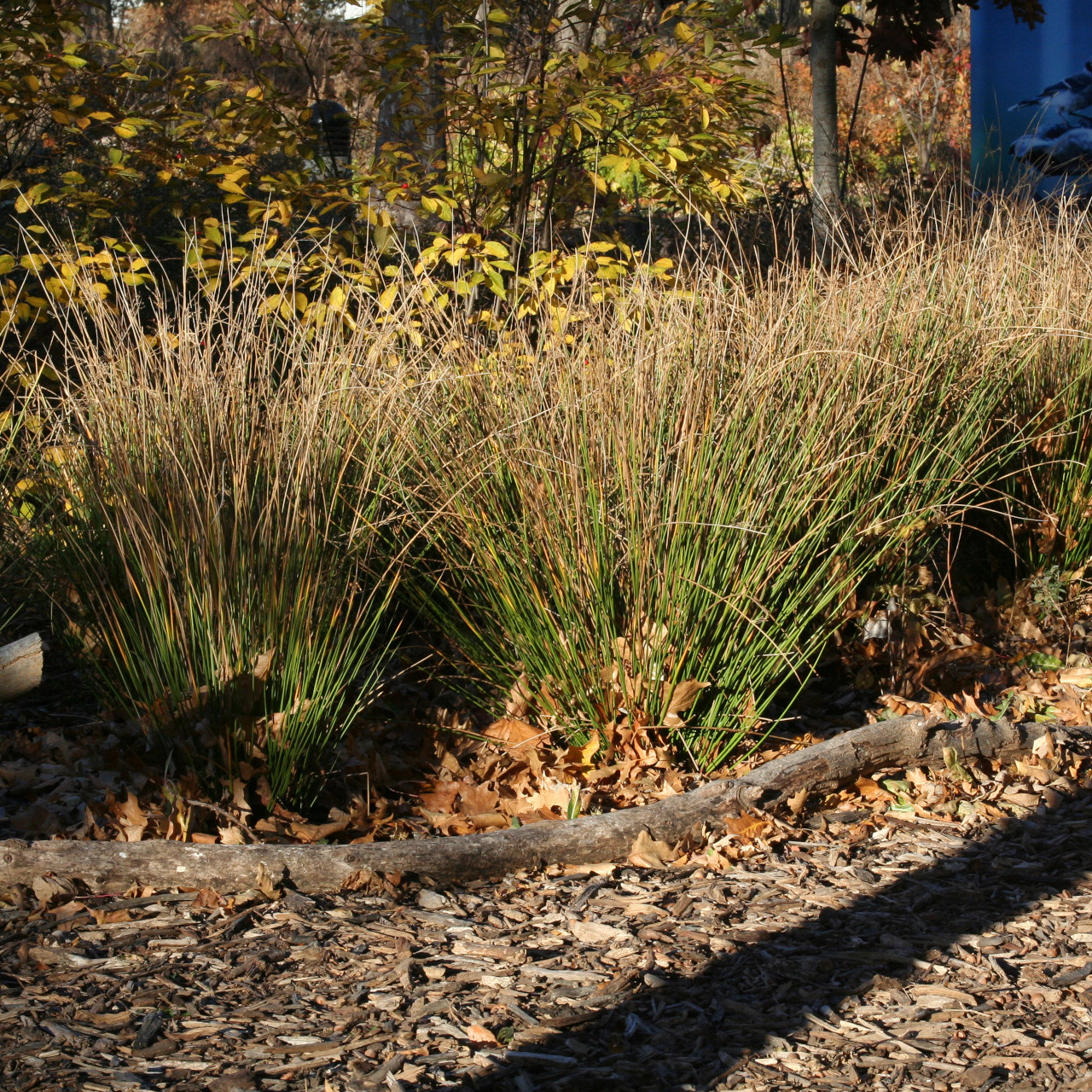 Juncus effusus (Soft Rush)